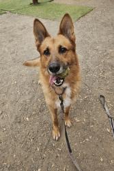 Shelter Stray Male Dog last seen Near W Mission Avenue, Escondido, CA, 92025, Escondido, CA 92027, USA