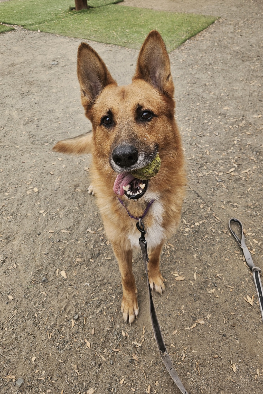 Shelter Stray Male Dog last seen Near W Mission Avenue, Escondido, CA, 92025, Escondido, CA 92027, USA