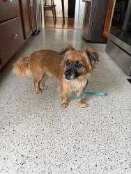 Found/Stray Male Dog last seen Northfield and Manistee, Oak Park, MI 48237
