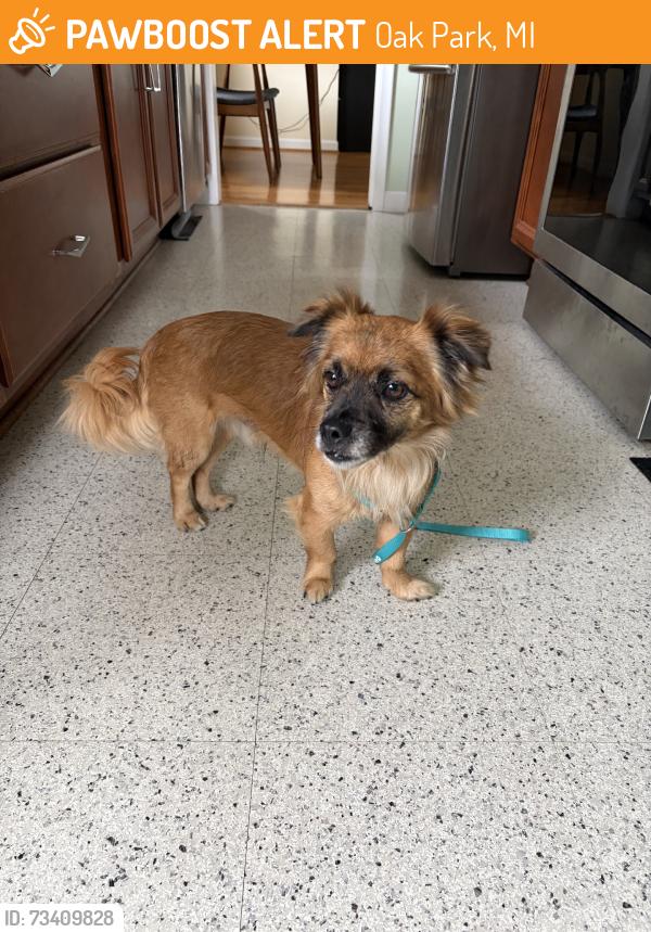 Found/Stray Male Dog last seen Northfield and Manistee, Oak Park, MI 48237