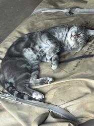 Lost Male Cat last seen Near North A street, Perris, CA 92570