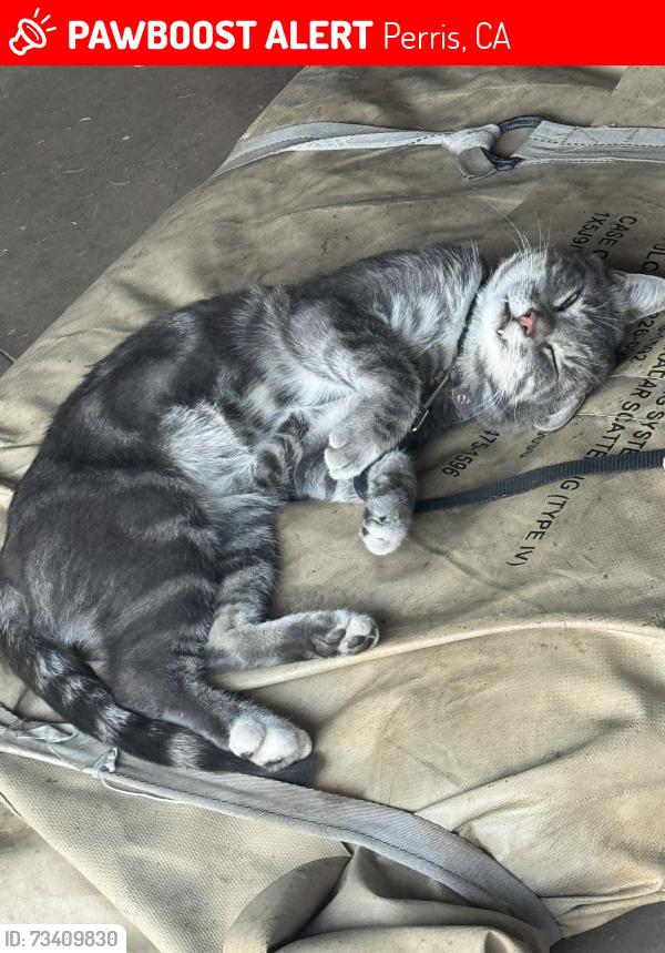 Lost Male Cat last seen Near North A street, Perris, CA 92570