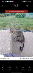 Lost Female Cat last seen Arlington and white bear ave, Saint Paul, MN 55119