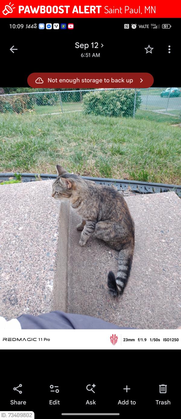 Lost Female Cat last seen Arlington and white bear ave, Saint Paul, MN 55119