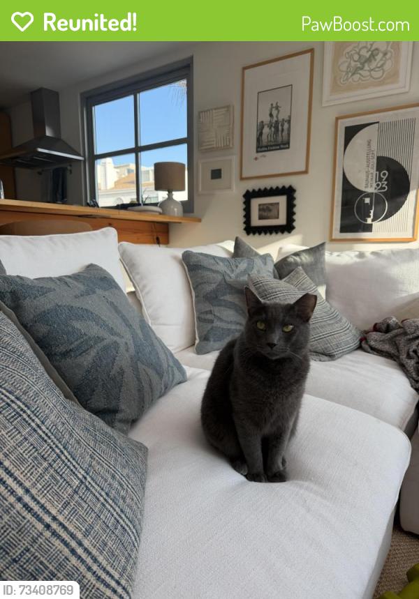 Reunited Male Cat last seen Marine and Highland, Manhattan Beach, CA 90266