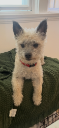 Lost Male Dog last seen Manchester and 4th, Inglewood, CA 90305
