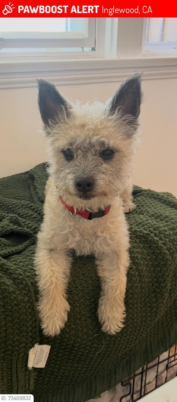Lost Male Dog last seen Manchester and 4th, Inglewood, CA 90305