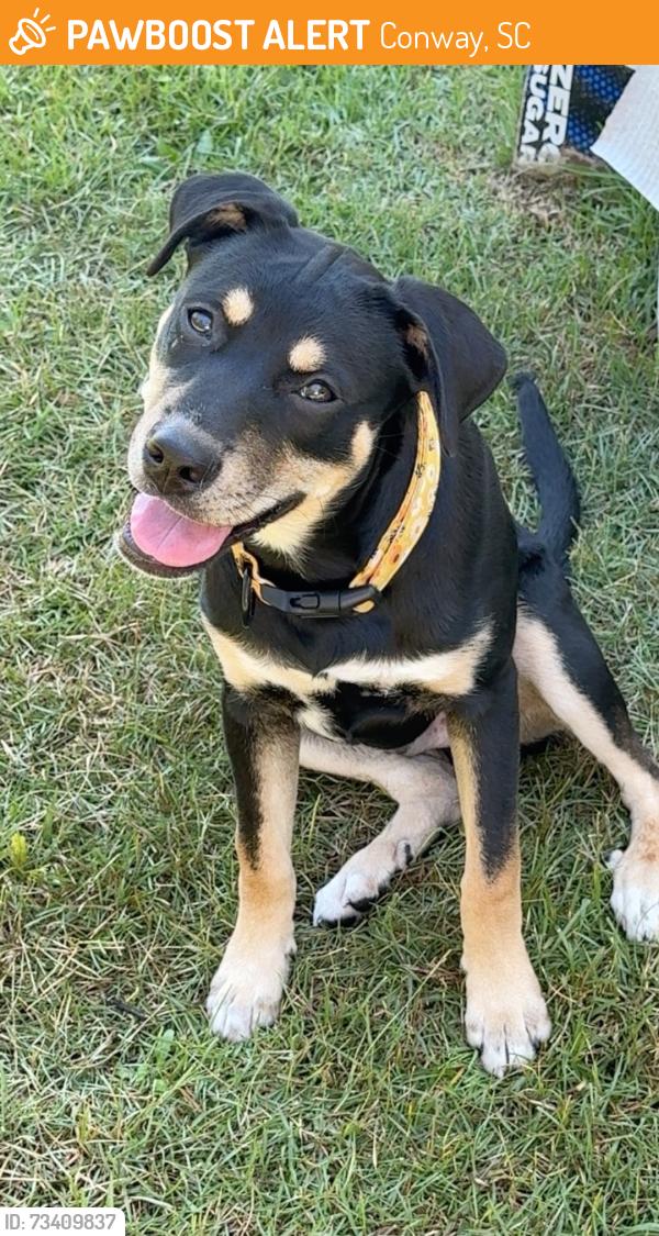Found/Stray Male Dog last seen Near 544 and castlewood, Conway, SC 29526