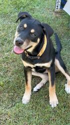 Found/Stray Male Dog last seen Near 544 and castlewood, Conway, SC 29526