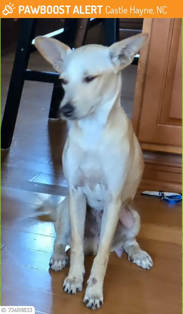 Found/Stray Male Dog last seen Holley shelter rd and interstate 40, Castle Hayne, NC 28429