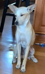 Found/Stray Male Dog last seen Holley shelter rd and interstate 40, Castle Hayne, NC 28429