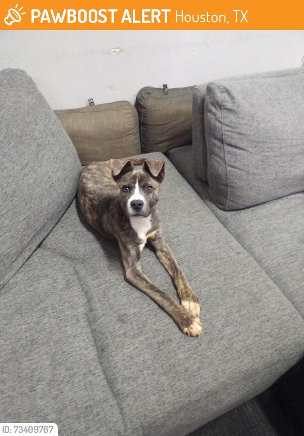 Found/Stray Female Dog last seen Champion Forest Drive and 1960, Houston, TX 77066