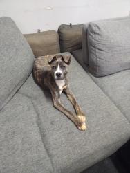 Found/Stray Female Dog last seen Champion Forest Drive and 1960, Houston, TX 77066