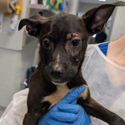 Shelter Stray Female Dog last seen , 328 Furman Hall Rd, Greenville, SC 29609, USA