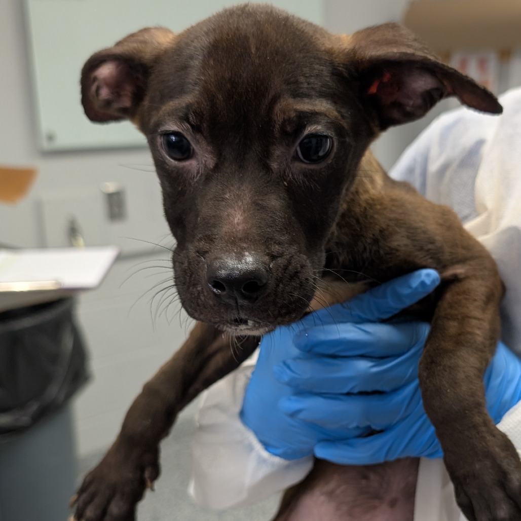 Shelter Stray Female Dog last seen , 328 Furman Hall Rd, Greenville, SC 29609, USA