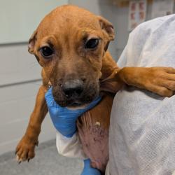 Shelter Stray Male Dog last seen , 328 Furman Hall Rd, Greenville, SC 29609, USA