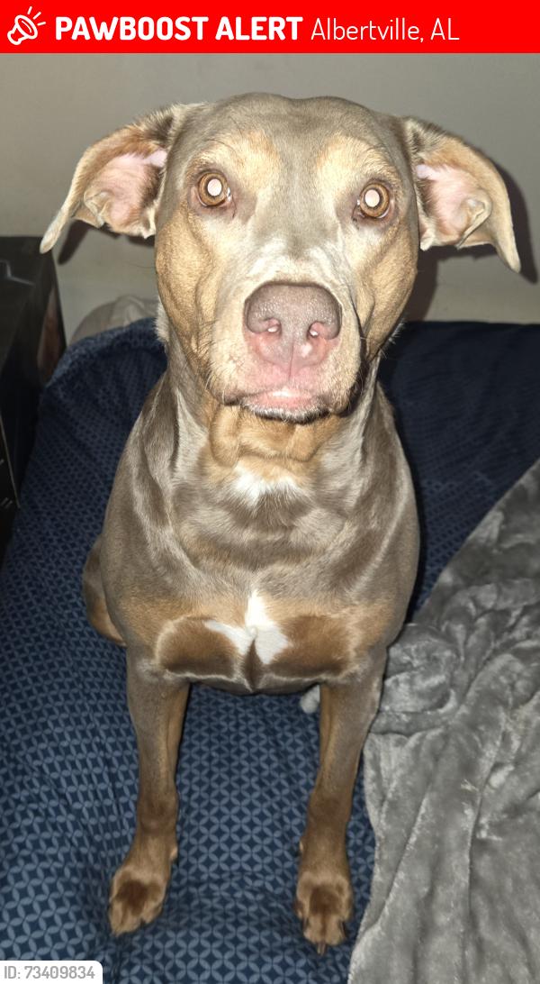 Lost Female Dog last seen Moman Rd, Albertville, AL 35950
