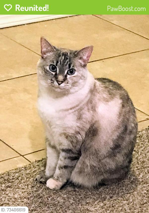 Reunited Female Cat last seen Near 11th Ave and our whole three building complex, Olympia, WA 98501