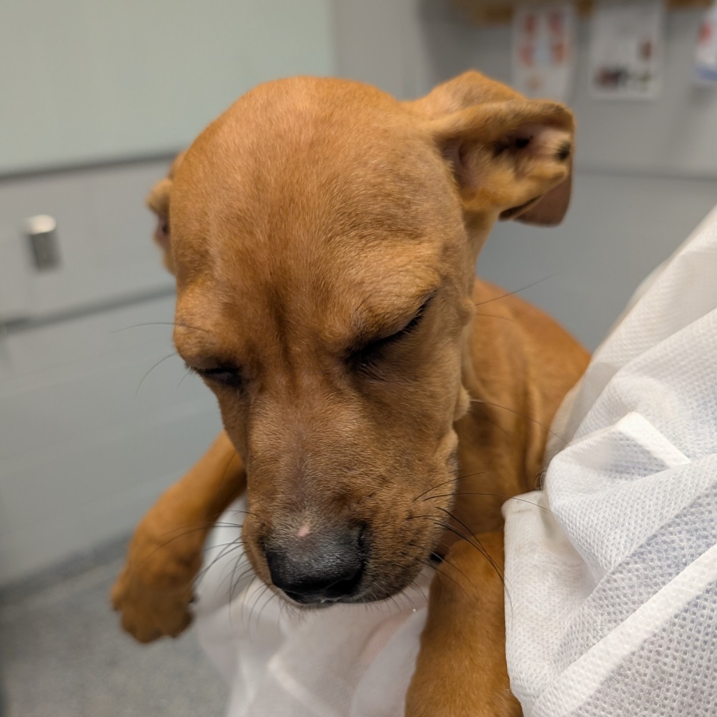 Shelter Stray Male Dog last seen , 328 Furman Hall Rd, Greenville, SC 29609, USA