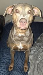 Lost Female Dog last seen Moman Rd, Albertville, AL 35950