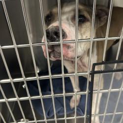 Shelter Stray Female Dog last seen , 980 Guilford College Rd, Greensboro, NC 27409, USA