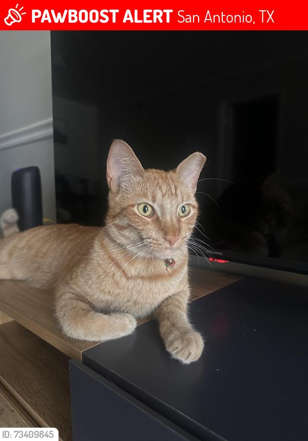 Lost Male Cat last seen Millwood Ln, San Antonio, TX 78216