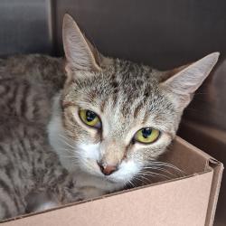 Shelter Stray Female Cat last seen , 1244 N Delsea Dr, Vineland, NJ 08360, USA