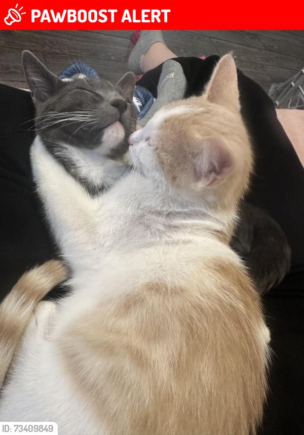 Lost Female Cat last seen Fox pointe dr saratoga springs, Saratoga Springs, UT 84045