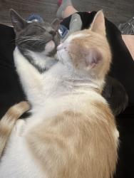 Lost Female Cat last seen Fox pointe dr saratoga springs, Saratoga Springs, UT 84045