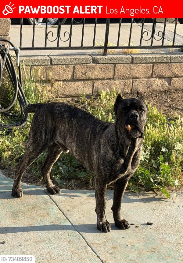 Lost Male Dog last seen Juniette st, Los Angeles, CA 90066