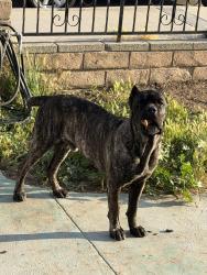 Lost Male Dog last seen Juniette st, Los Angeles, CA 90066