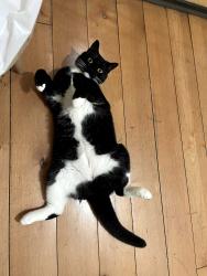 Reunited Female Cat last seen 117th and Lexington, New York, NY 10035