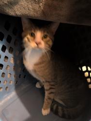 Found/Stray Male Cat last seen Avondale Place, Westcott, Syracuse, NY 13210