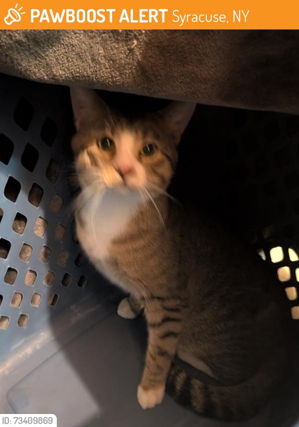 Found/Stray Male Cat last seen Avondale Place, Westcott, Syracuse, NY 13210