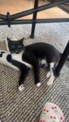 Reunited Male Cat last seen North Ave NW, Atlanta, GA 30318