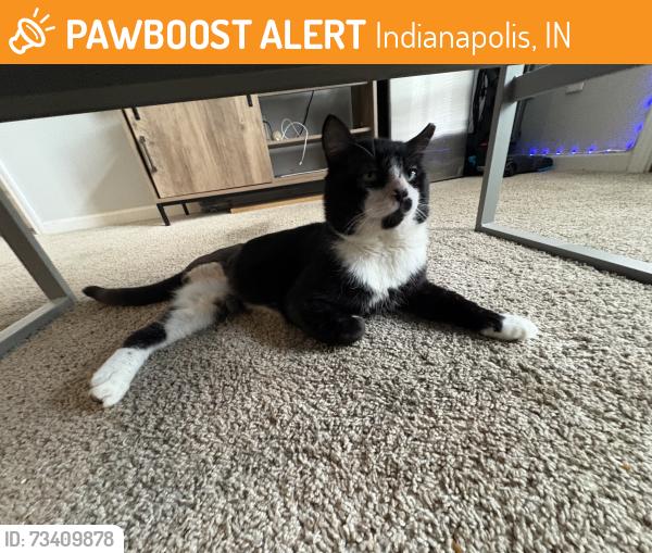 Found/Stray Male Cat last seen Michigan Rd and W 86th St, Indianapolis, IN 46268