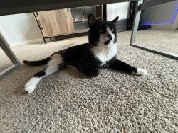 Found/Stray Male Cat last seen Michigan Rd and W 86th St, Indianapolis, IN 46268