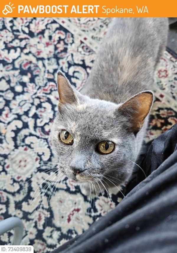 Found/Stray Female Cat last seen 14th and Helena, south Hill, Spokane, WA 99223