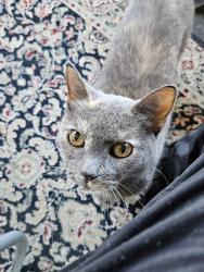 Found/Stray Female Cat last seen 14th and Helena, south Hill, Spokane, WA 99223