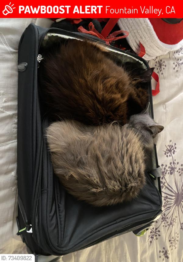 Lost Female Cat last seen Nile river and Santa Belinda, Fountain Valley, CA 92708