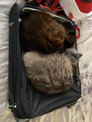 Lost Female Cat last seen Nile river and Santa Belinda, Fountain Valley, CA 92708