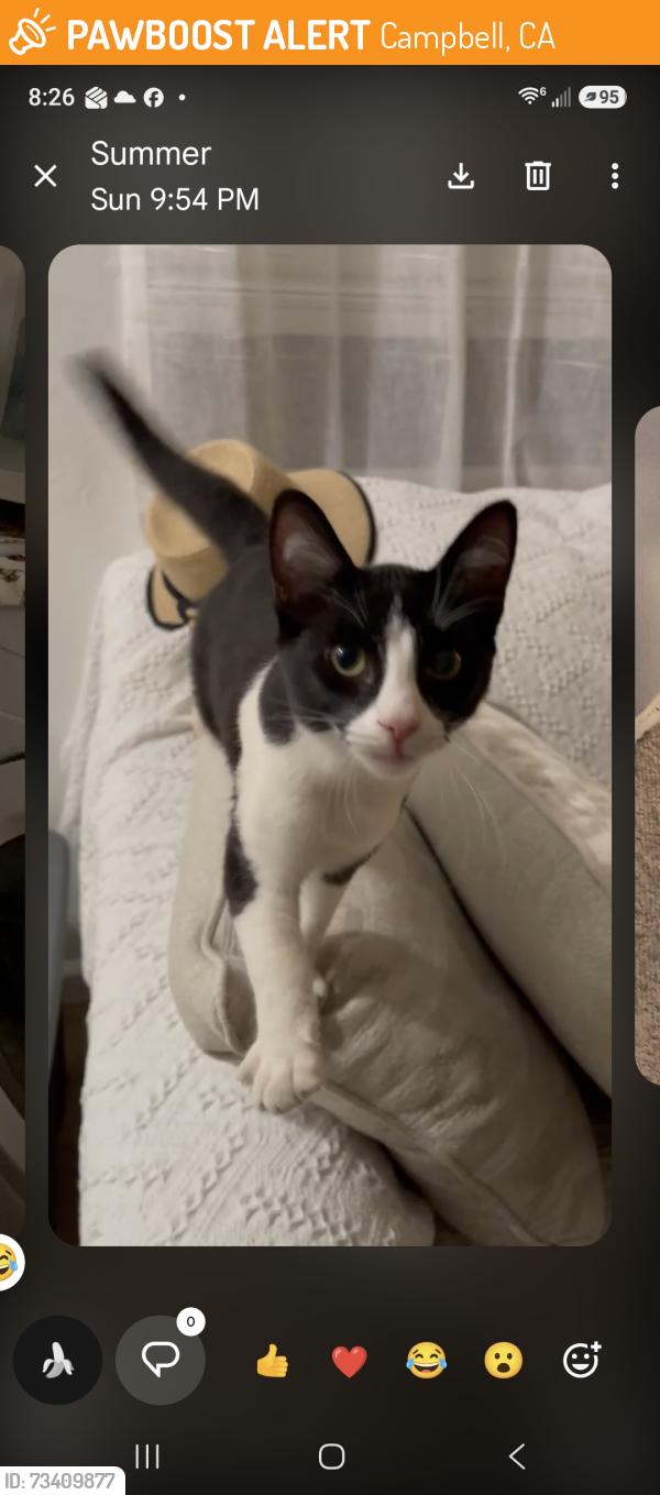 Found/Stray Female Cat last seen Hamilton Ave & Bascom Ave, behind Whole Foods, Campbell, CA 95008