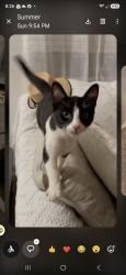 Found/Stray Female Cat last seen Hamilton Ave & Bascom Ave, behind Whole Foods, Campbell, CA 95008