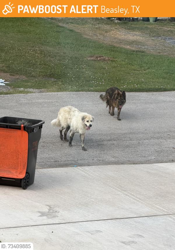 Found/Stray Unknown Dog last seen 4th St, Beasley, TX 77417