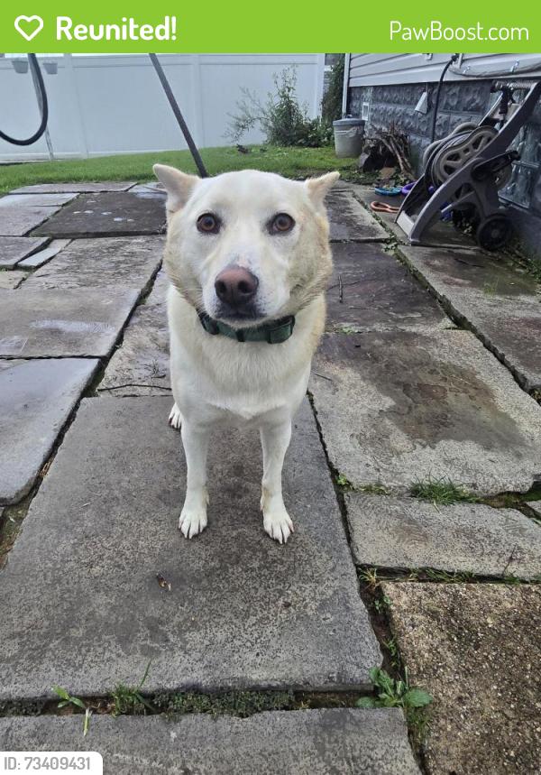 Reunited Female Dog last seen Near soccer stadium, California, PA 15419