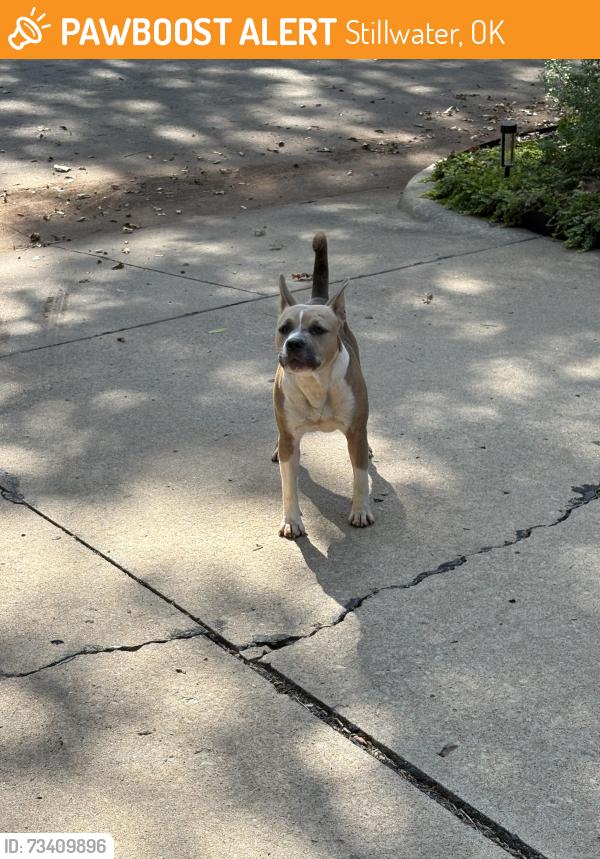 Found/Stray Female Dog last seen Dells, Stillwater, OK 74075