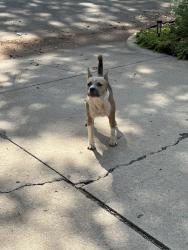 Found/Stray Female Dog last seen Dells, Stillwater, OK 74075