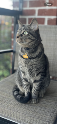 Lost Male Cat last seen Chippenham hosp, Richmond, VA 23225