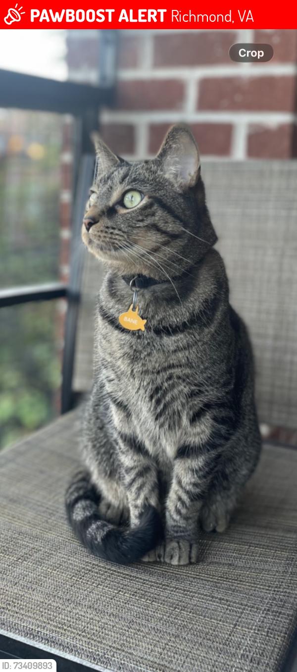 Lost Male Cat last seen Chippenham hosp, Richmond, VA 23225