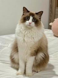 Lost Male Cat last seen Hargrave Street, Bridge Street, Muirhead, NT 0810